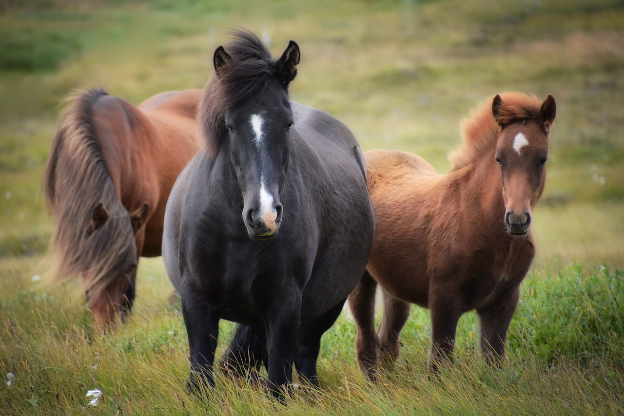 Koně milují trávu. 