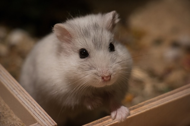trpaslík křeček