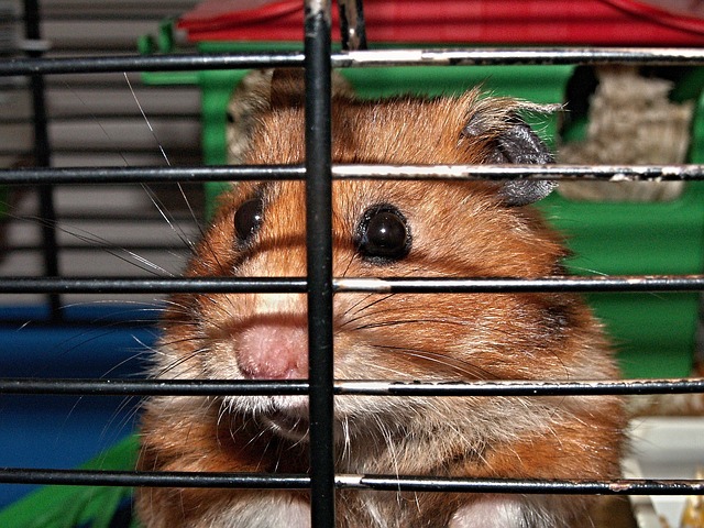 klec s křečkem